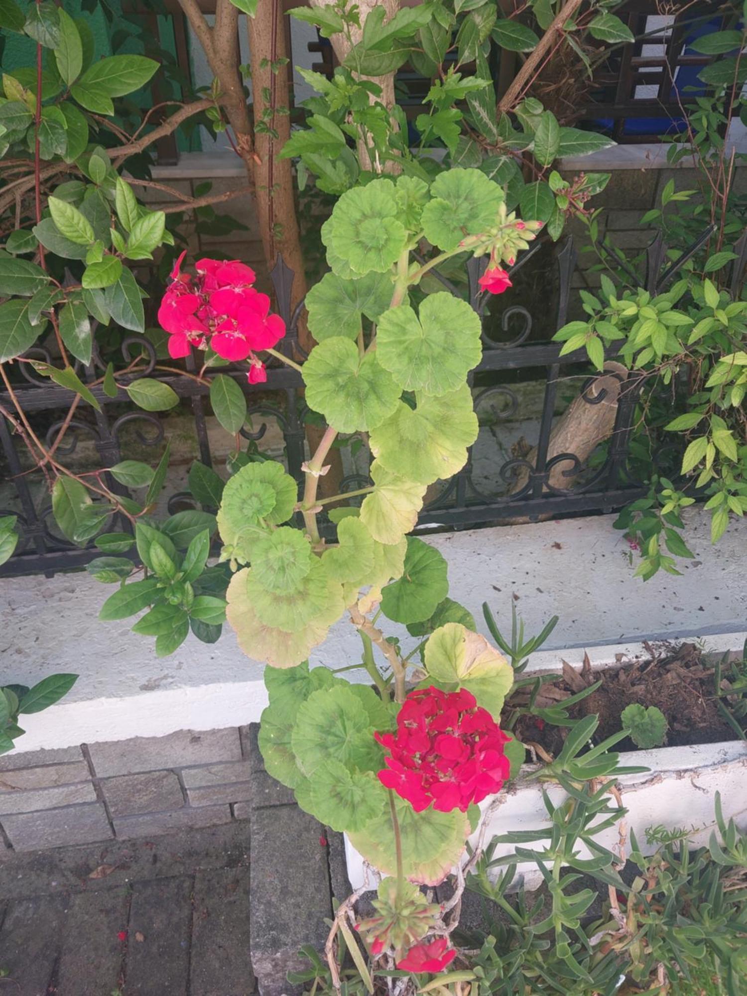 אפרטהוטל פפקוהורי Tassos 2 מראה חיצוני תמונה